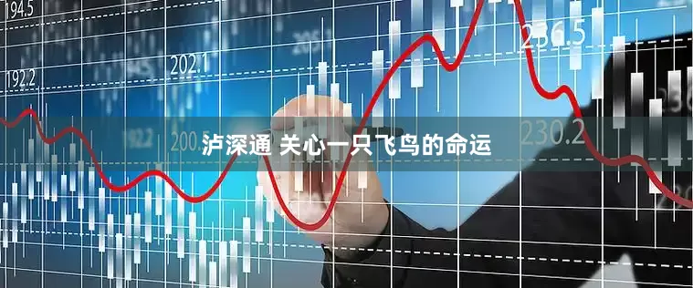 泸深通 关心一只飞鸟的命运